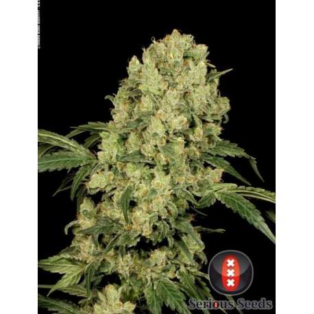 6 UND FEM - AK-47 * SERIOUS SEEDS 6 UND FEMINIZADAS