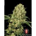6 UND FEM - AK-47 * SERIOUS SEEDS 6 UND FEMINIZADAS