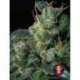 6 UND FEM - KALI MIST * SERIOUS SEEDS 6 UND FEMINIZADAS