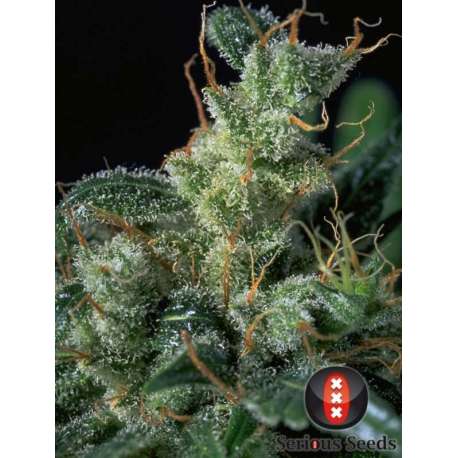 6 UND FEM - KALI MIST * SERIOUS SEEDS 6 UND FEMINIZADAS