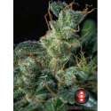 6 UND FEM - KALI MIST * SERIOUS SEEDS 6 UND FEMINIZADAS