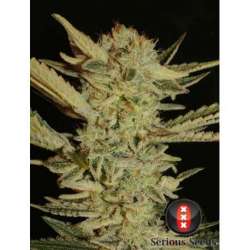 6 UND FEM - BUBBLE GUM * SERIOUS SEEDS FEMINIZADAS 6 UND