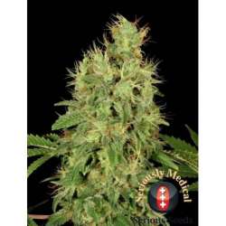 6 UND FEM - CBD CHRONIC * SERIOUS SEEDS 6 UND FEMINIZADAS