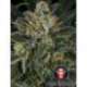 6 UND FEM - SERIOUS KUSH * SERIOUS SEEDS 6 UND FEMINIZADAS