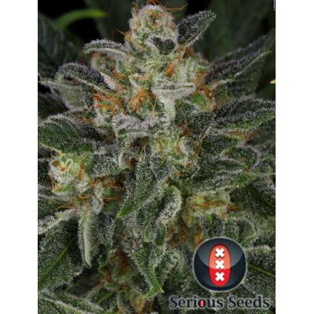 6 UND FEM - SERIOUS KUSH * SERIOUS SEEDS 6 UND FEMINIZADAS