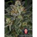 6 UND FEM - SERIOUS KUSH * SERIOUS SEEDS 6 UND FEMINIZADAS