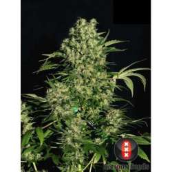 11 UND REG - CHRONIC * SERIOUS SEEDS 11 UND REGULARES