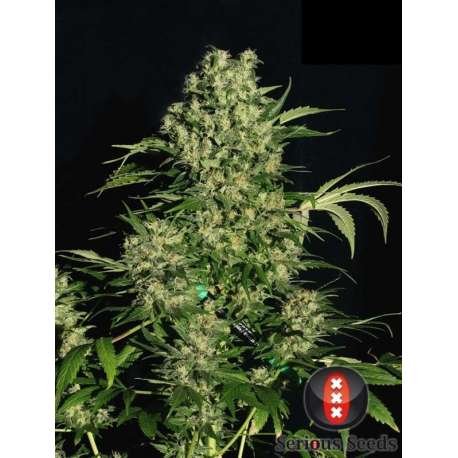 11 UND REG - CHRONIC * SERIOUS SEEDS 11 UND REGULARES