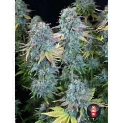 11 UND REG - SERIOUS HAPPINES * SERIOUS SEEDS 11 UND REGULARES