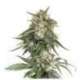 1 UND FEM - BCN CRITICAL XXL FAST * SEEDSTOCKERS FEMINIZADA 1 UND