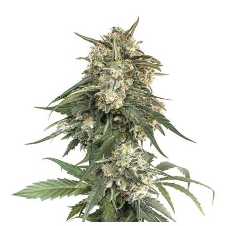 1 UND FEM - BCN CRITICAL XXL FAST * SEEDSTOCKERS FEMINIZADA 1 UND