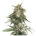 1 UND FEM - BCN CRITICAL XXL FAST * SEEDSTOCKERS FEMINIZADA 1 UND