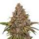 1 UND FEM - BLACKBERRY GUM * SEEDSTOCKERS FEMINIZADA 1 UND