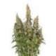 1 UND FEM - WHITE WIDOW AUTO * SEEDSTOCKERS FEMINIZADA 1 UND