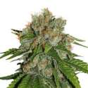 3 UND FEM - AMNESIA AUTO * SEEDSTOCKERS 3 UND FEMINIZADAS