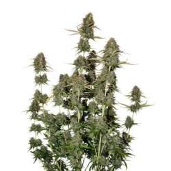 3 UND FEM - BCN POWER PLANT AUTO * SEEDSTOCKERS 3 UND FEMINIZADAS