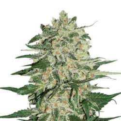 3 UND FEM - BIG BUD AUTO * SEEDSTOCKERS 3 UND FEMINIZADAS