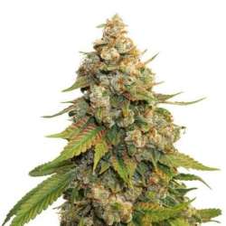 3 UND FEM - GOLDEN LEMON HAZE * SEEDSTOCKERS 3 UND FEMINIZADAS