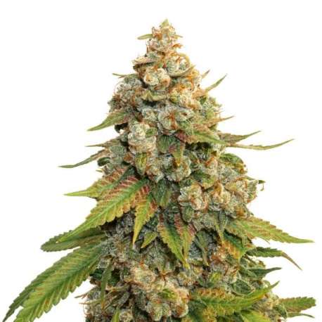 3 UND FEM - GOLDEN LEMON HAZE * SEEDSTOCKERS 3 UND FEMINIZADAS