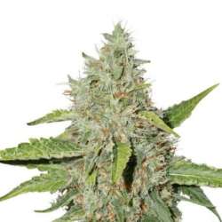 3 UND FEM - NORTHERN LIGHTS AUTO * SEEDSTOCKERS 3 UND FEMINIZADAS