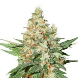 3 UND FEM - OG KUSH * SEEDSTOCKERS 3 UND FEMINIZADAS