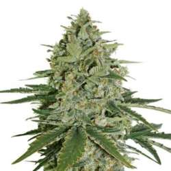 3 UND FEM - SUPER SKUNK AUTO * SEEDSTOCKERS 3 UND FEMINIZADAS