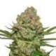 3 UND FEM - WHITE WIDOW * SEEDSTOCKERS 3 UND FEMINIZADAS