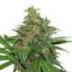 100 UND FEM - AK 420 AUTO * SEEDSTOCKERS 100 UND FEMINIZADAS