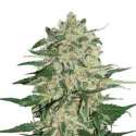 100 UND FEM - BIG BUD * SEEDSTOCKERS 100 UND FEMINIZADAS