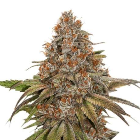 100 UND FEM - BLACKBERRY GUM AUTO * SEEDSTOCKERS 100 UND FEMINIZADAS