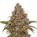 100 UND FEM - BLACKBERRY GUM AUTO * SEEDSTOCKERS 100 UND FEMINIZADAS