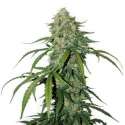 100 UND FEM - CBD 1:1 SILVER LIME HAZE AUTO * SEEDSTOCKERS 100 UND FEMINIZADAS