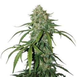 100 UND FEM - CBD 1:1 SILVER LIME HAZE * SEEDSTOCKERS 100 UND FEMINIZADAS