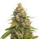 100 UND FEM - GOLDEN LEMON HAZE * SEEDSTOCKERS 100 UND FEMINIZADAS