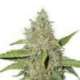 100 UND FEM - NORTHERN LIGHTS AUTO * SEEDSTOCKERS 100 UND FEMINIZADAS