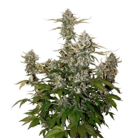 100 UND FEM - OG CANDY DAWG KUSH AUTO * SEEDSTOCKERS 100 UND FEMINIZADAS