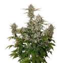 100 UND FEM - OG CANDY DAWG KUSH AUTO * SEEDSTOCKERS 100 UND FEMINIZADAS