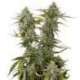 100 UND FEM - OG CANDY DAWG KUSH * SEEDSTOCKERS 100 UND FEMINIZADAS