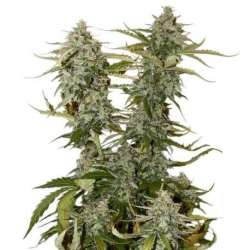 100 UND FEM - OG CANDY DAWG KUSH * SEEDSTOCKERS 100 UND FEMINIZADAS