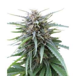 100 UND FEM - FRIZZY KUSH * SEEDSTOCKERS 100 UND FEMINIZADAS