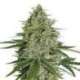 100 UND FEM - SUPER SKUNK AUTO * SEEDSTOCKERS 100 UND FEMINIZADAS