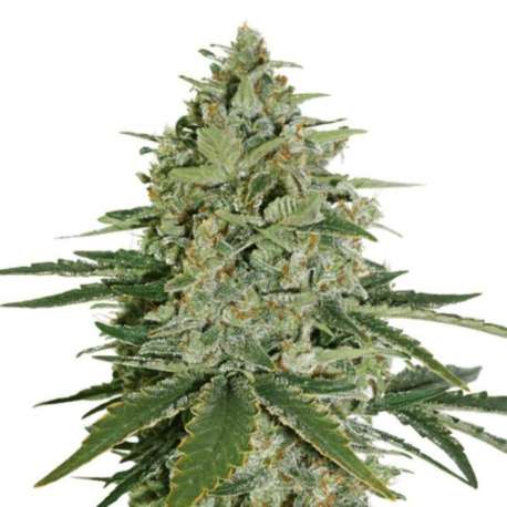 100 UND FEM - SUPER SKUNK AUTO * SEEDSTOCKERS 100 UND FEMINIZADAS