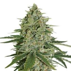 100 UND FEM - SUPER SKUNK * SEEDSTOCKERS 100 UND FEMINIZADAS