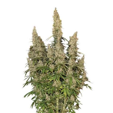 100 UND FEM - WHITE WIDOW AUTO * SEEDSTOCKERS 100 UND FEMINIZADAS