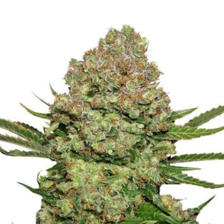 100 UND FEM - WHITE WIDOW * SEEDSTOCKERS 100 UND FEMINIZADAS