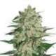 250 UND FEM - BIG BUD * SEEDSTOCKERS 250 UND FEMINIZADAS