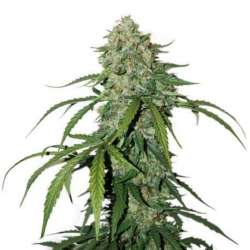 250 UND FEM - CBD 1:1 SILVER LIME HAZE AUTO * SEEDSTOCKERS 250 UND FEMINIZADAS