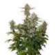 250 UND FEM - O.G. CANDY DAWG KUSH AUTO * SEEDSTOCKERS 250 UND FEMINIZADAS