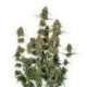 25 UND FEM - BCN POWER PLANT AUTO * SEEDSTOCKERS 25 UND FEMINIZADAS