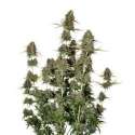 25 UND FEM - BCN POWER PLANT AUTO * SEEDSTOCKERS 25 UND FEMINIZADAS